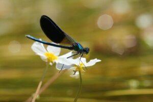 demoiselle 800x533 jpg